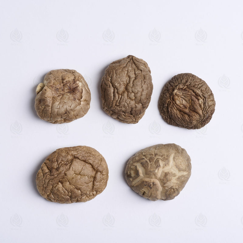 Shiitake mushroom - 香菇 (Xiang Gu), Champignon traditionnel