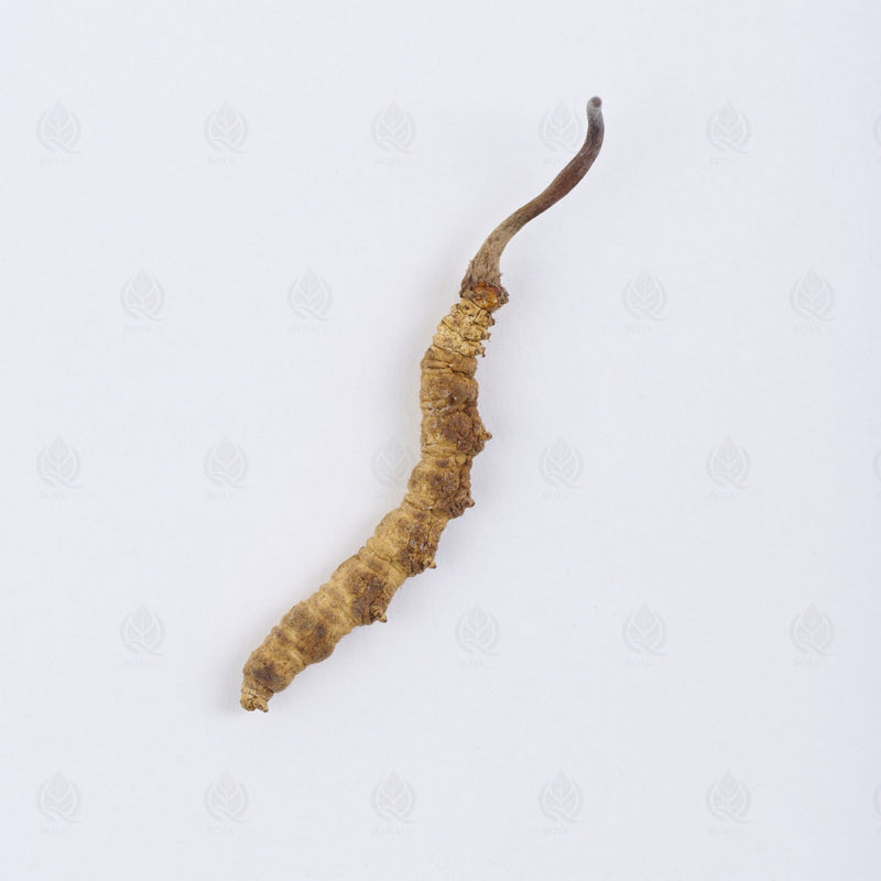 Cordyceps de l’Himalaya - 冬虫夏草 (Dong Chong Xia Cao)