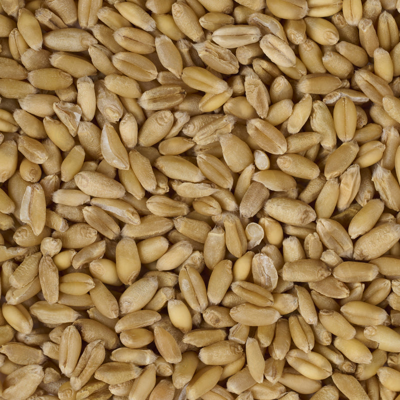 Grains de Blé légers (flottants) (Fu Xiao Mai) – vue de dessus