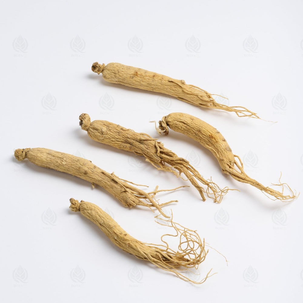 Ginseng Blanc (racine)
