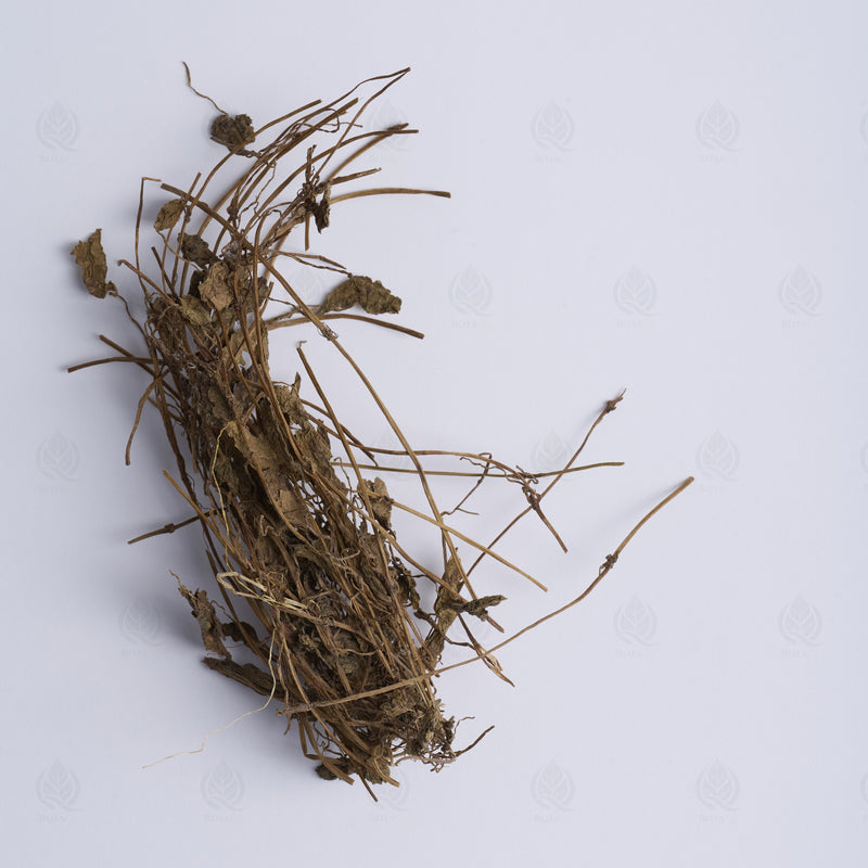 Centella asiatica (Gotu Kola) (Ji Xue Cao) – vue de dessus
