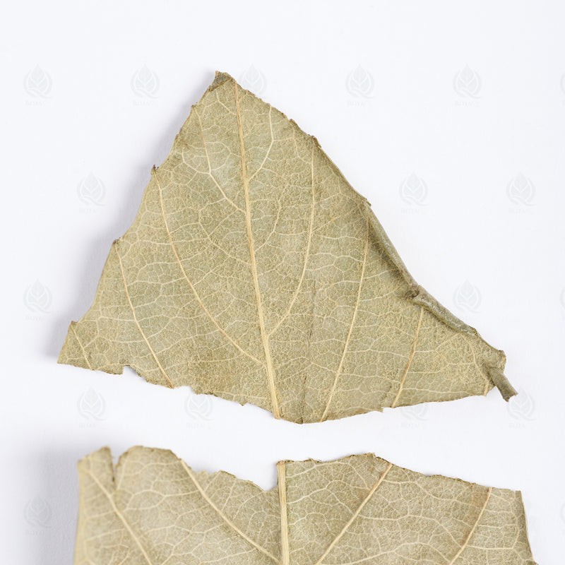 Feuilles de Néflier du Japon (Bibacier) (Pi Pa Ye) – vue de dessus