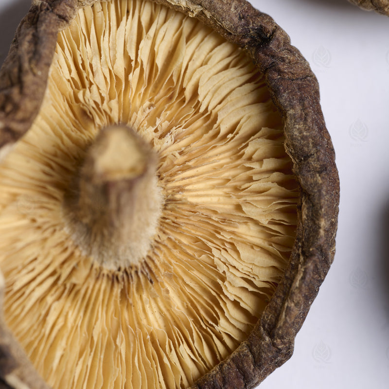 Champignon Shiitake (Xiang Gu) – vue de dessus