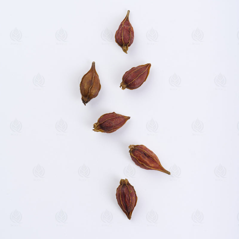 Fruit du Gardénia (Zhi Zi) – vue de dessus