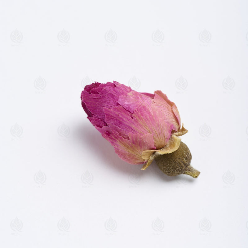 Boutons de Rose - 玫瑰花 (Mei Gui Hua)