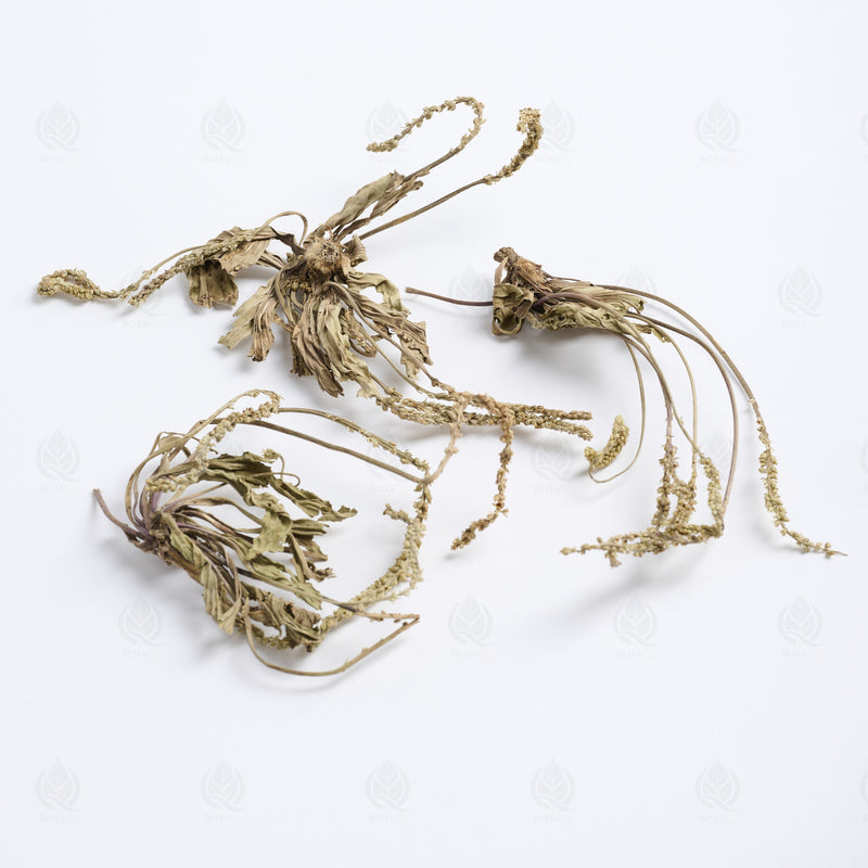 Grand Plantain (parties aériennes) (Che Qian Cao) – vue de côté