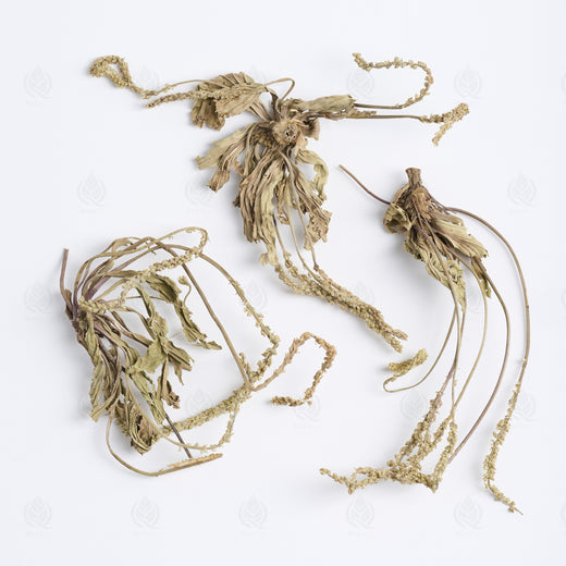 Grand Plantain (parties aériennes) (Che Qian Cao), vue de dessus