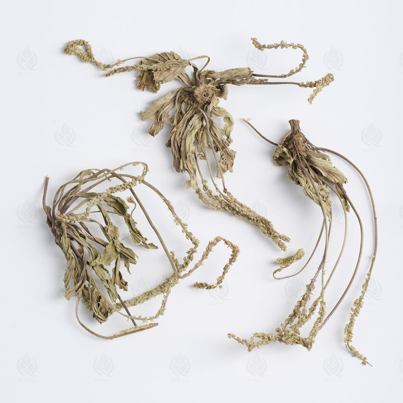 Grand Plantain (parties aériennes) (Che Qian Cao) – vue de dessus