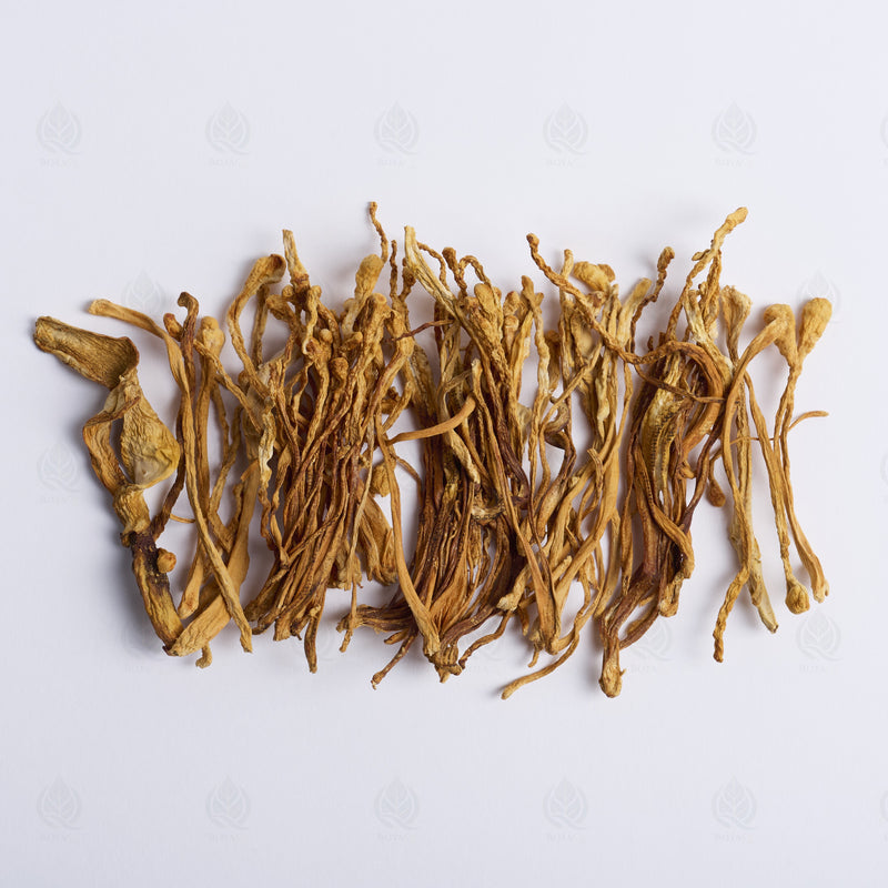 Fleur de Cordyceps militaris (Chong Cao Hua), vue de dessus