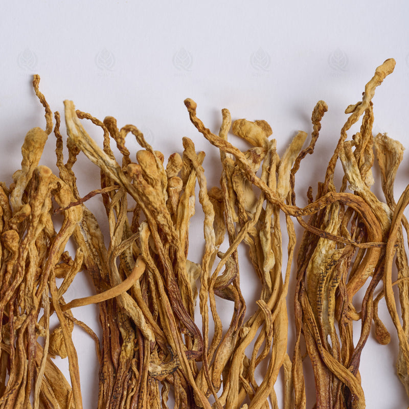Fleur de Cordyceps militaris (Chong Cao Hua), vue de dessus