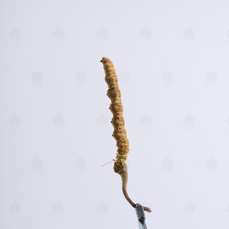 Cordyceps de l’Himalaya (Dong Chong Xia Cao)