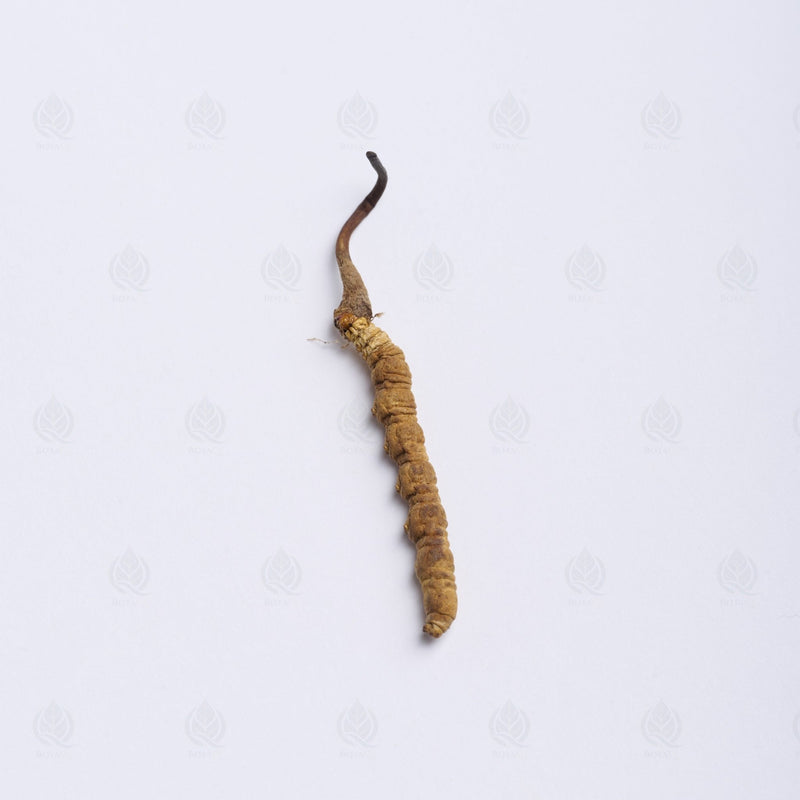 Cordyceps de l’Himalaya - 冬虫夏草 (Dong Chong Xia Cao)