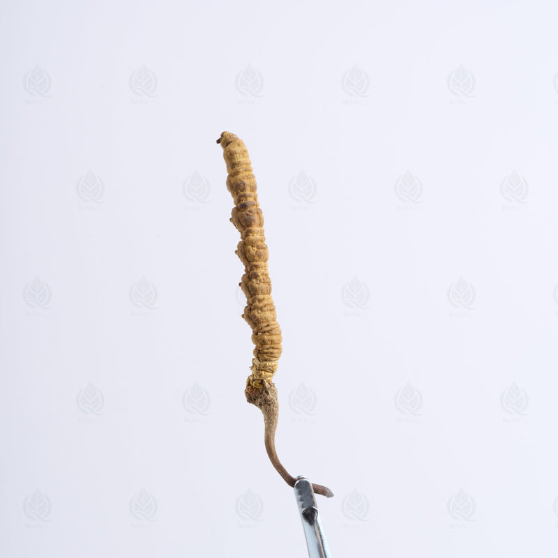 Cordyceps de l’Himalaya - 冬虫夏草 (Dong Chong Xia Cao)