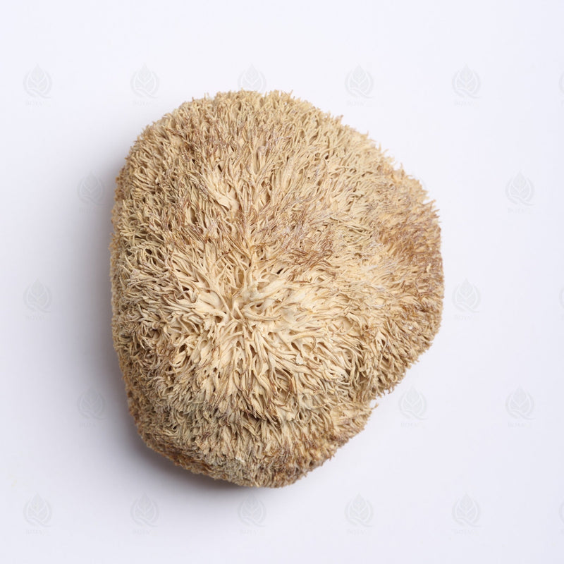 Crinière de Lion - 猴头菇 (Hou Tou Gu)