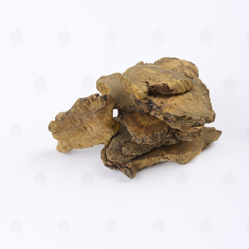 Rhubarbe officinale (Da Huang) – vue de côté