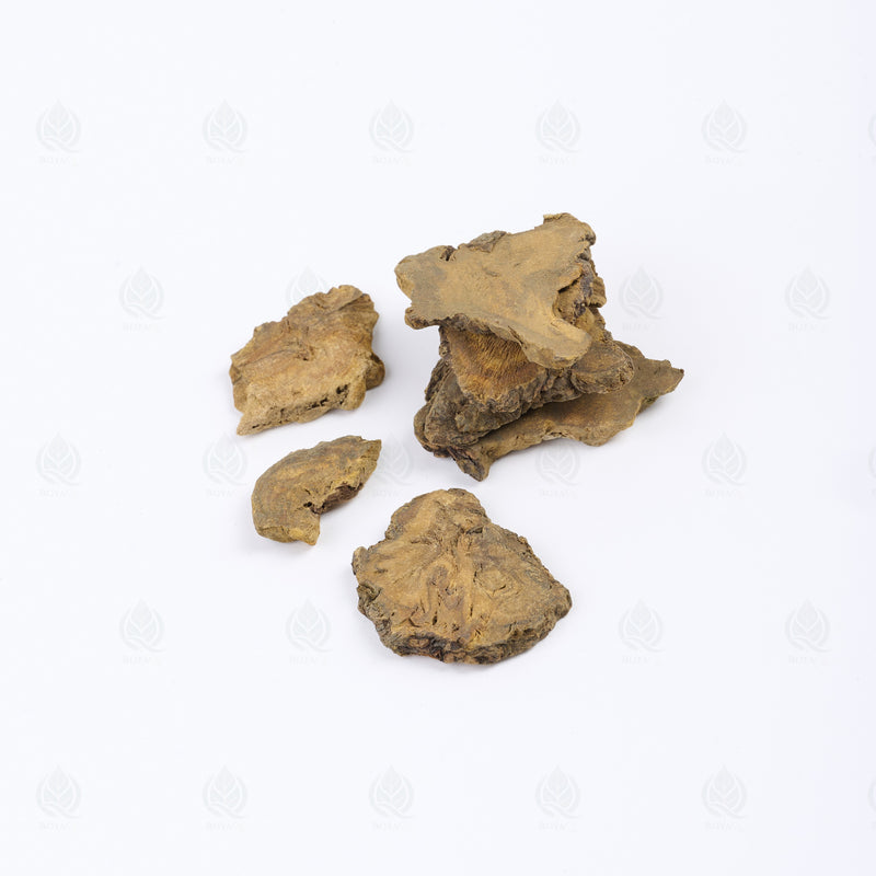 Rhubarbe officinale (Da Huang) – vue de côté