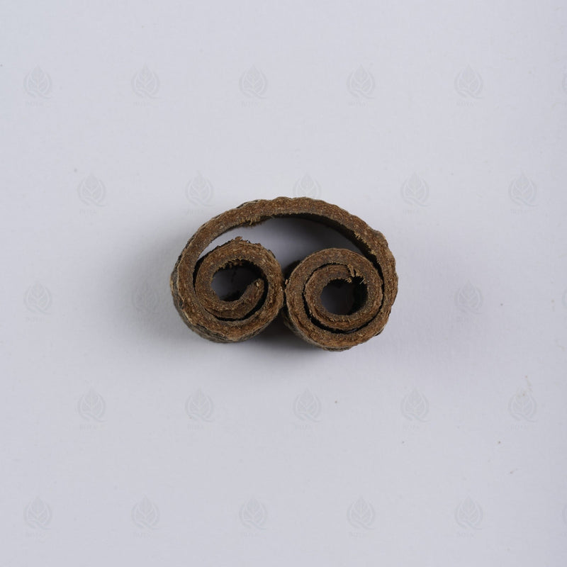 Écorce de Magnolia officinalis - 厚朴 (Hou Po)