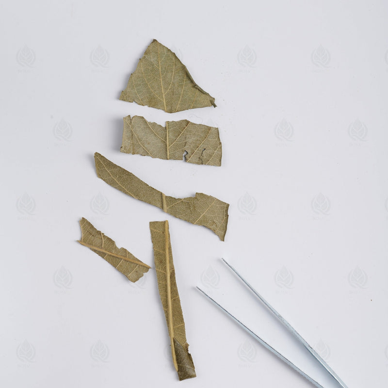 Feuilles de Néflier du Japon (Bibacier) - 枇杷叶 (Pi Pa Ye)