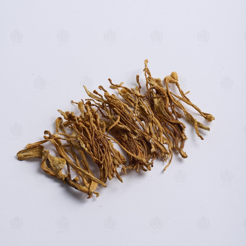Fleur de Cordyceps militaris - 蛹虫草 (Chong Cao Hua)
