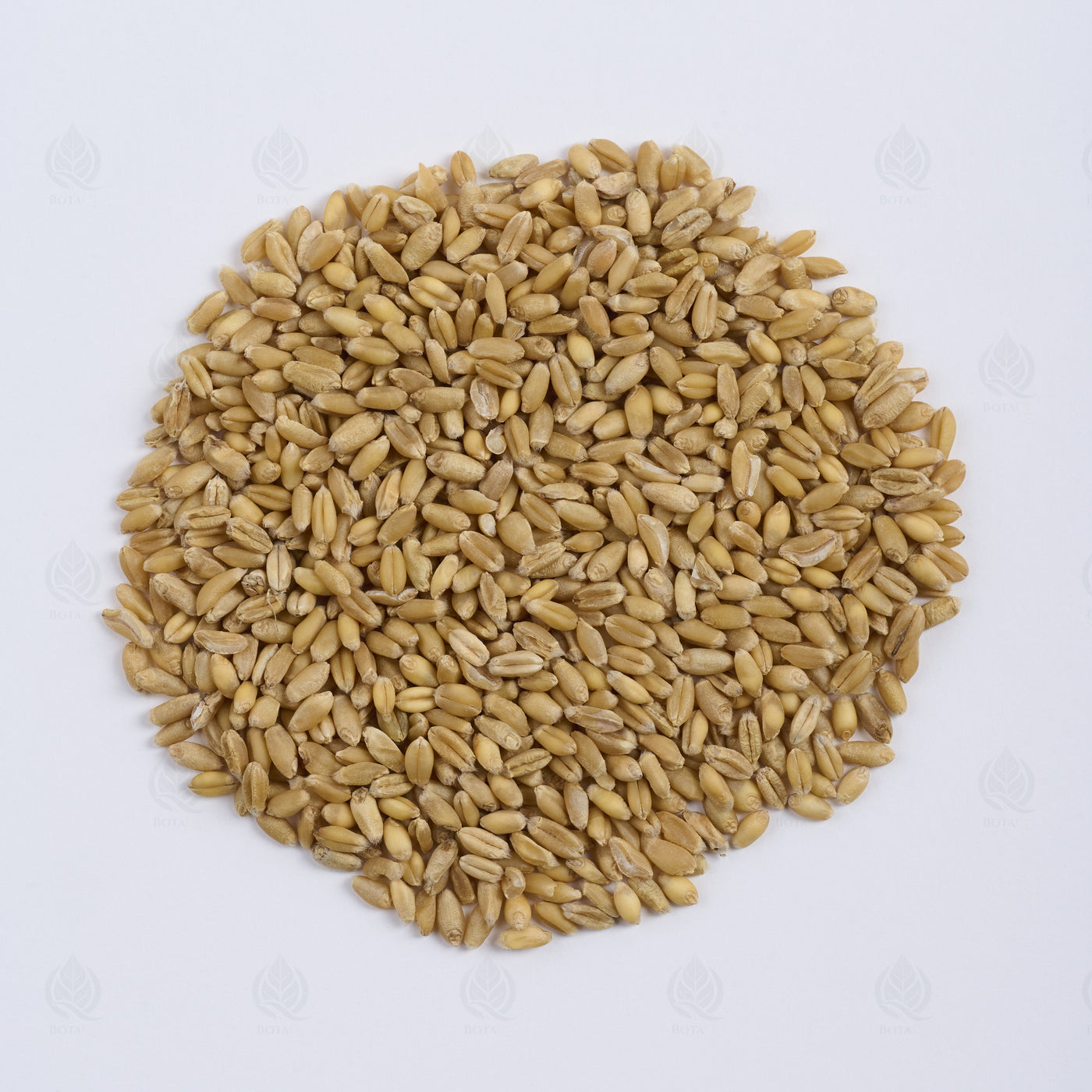 Grains de Blé légers (flottants) (Fu Xiao Mai) – vue de dessus