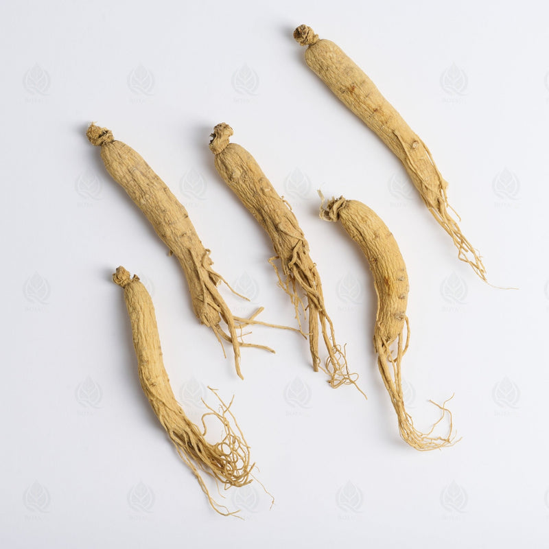 Ginseng Blanc (racine) - 人参 (Ren Shen)
