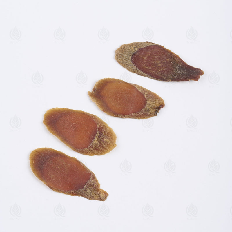 Ginseng Coréen Rouge - 红参 (Hong Shen)