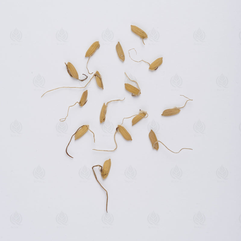 Pousses de Millet germées (Gu Ya) – vue de dessus