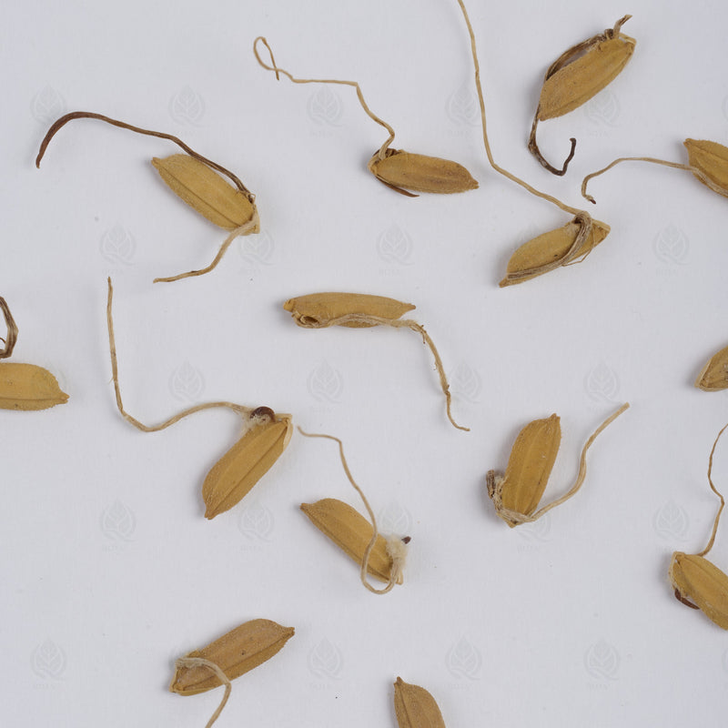 Pousses de Millet germées (Gu Ya) – vue de dessus