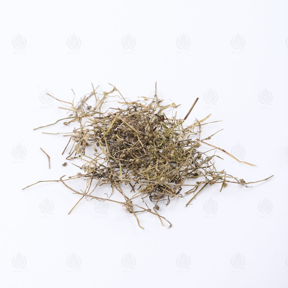 白花蛇舌草
