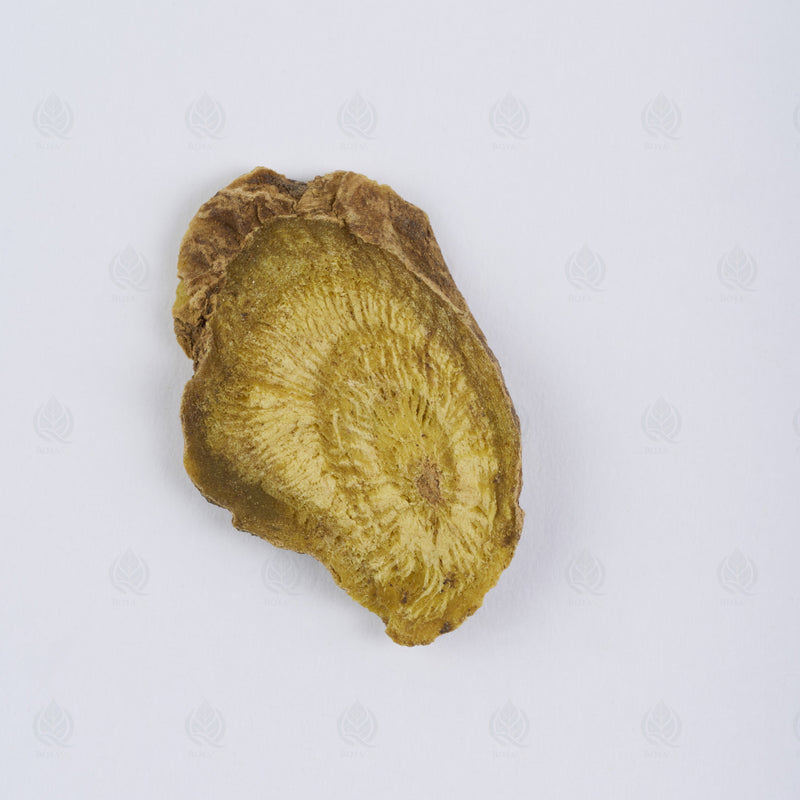 Racine de Scutellaire (Huang Qin) – vue de dessus