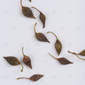 Fruits de Forsythia (Lian Qiao) – vue de dessus