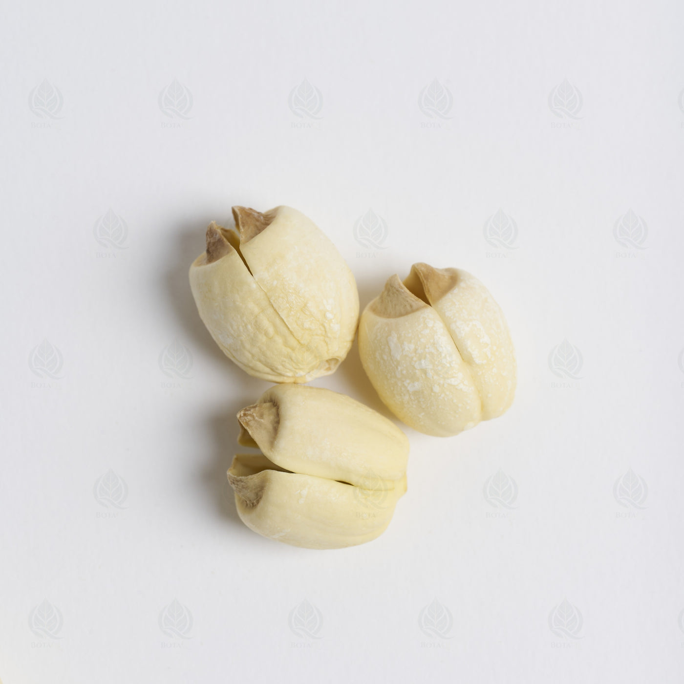 Graines de Lotus (Lian Zi) – vue de dessus