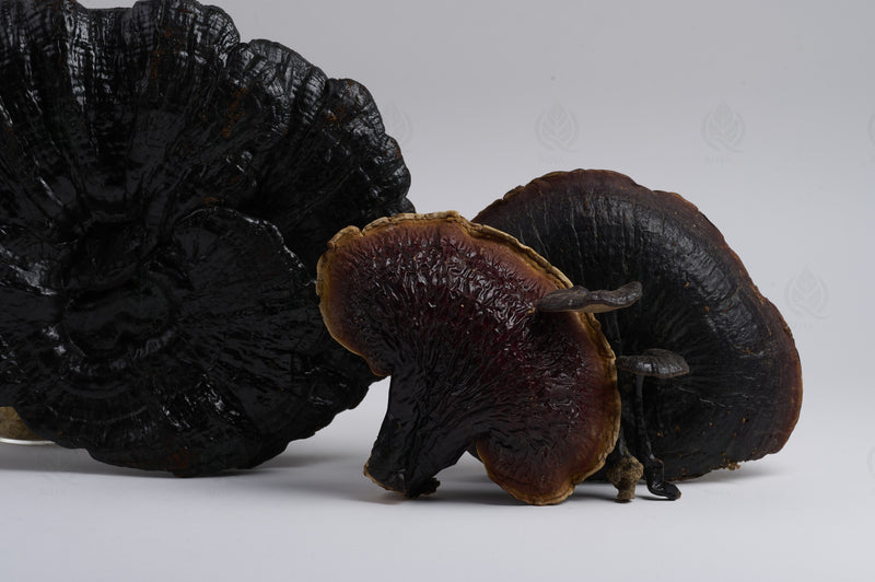 Reishi (Ganoderme luisant) (Ling Zhi)
