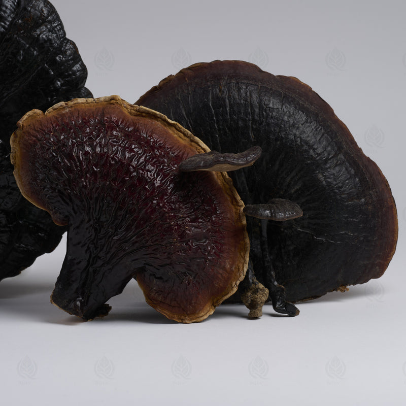Reishi (Ganoderme luisant) (Ling Zhi) – vue de côté