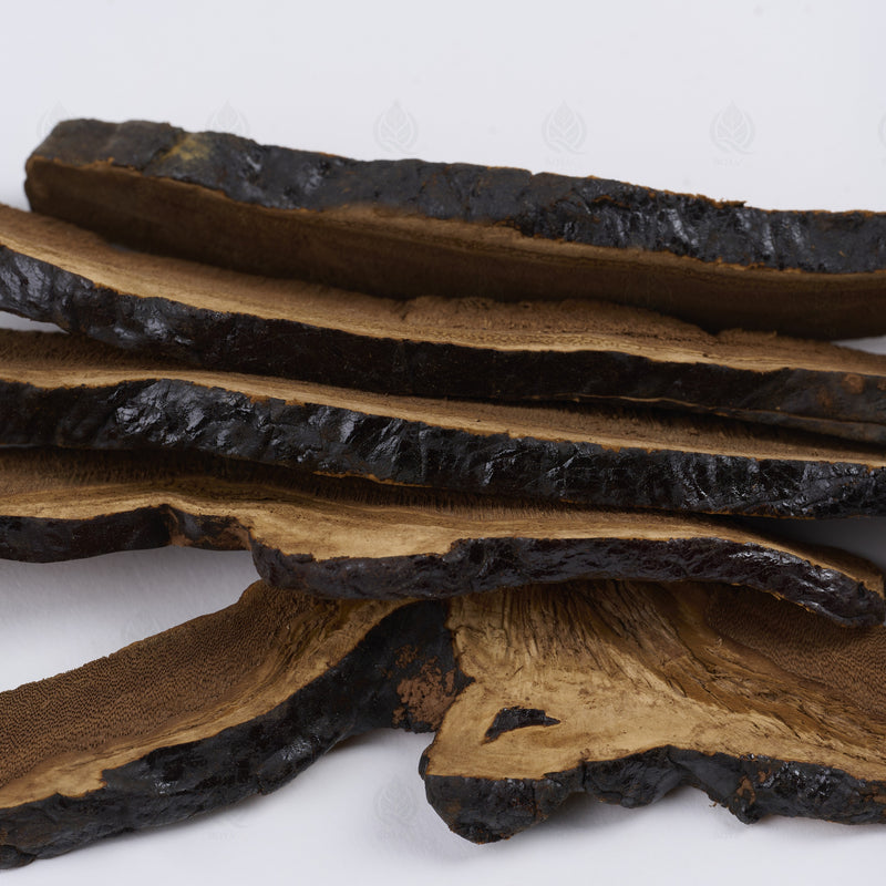 Reishi (Ganoderme luisant) (Ling Zhi) – vue de côté