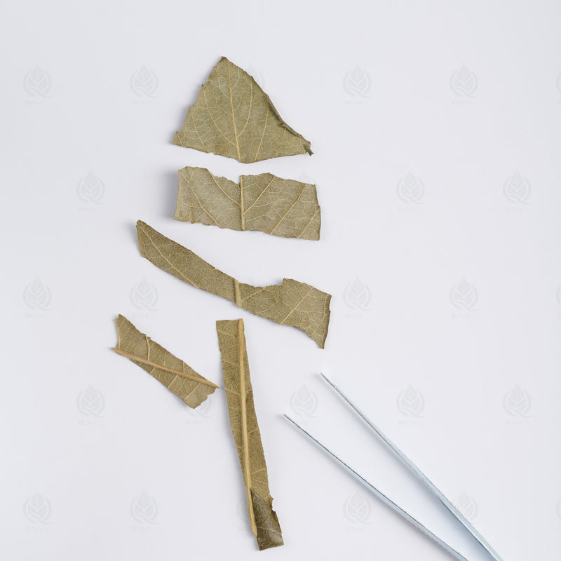 Feuilles de Néflier du Japon (Bibacier) (Pi Pa Ye) – vue de dessus