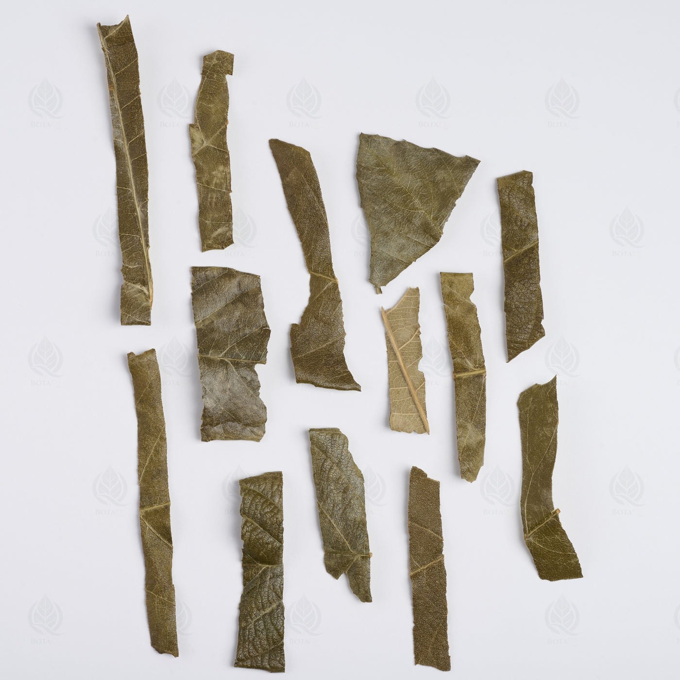 Feuilles de Néflier du Japon (Bibacier) (Pi Pa Ye) – vue de dessus