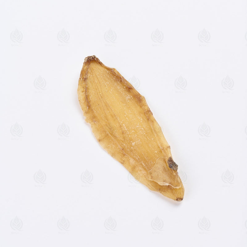 Racine de Gastrodia - 天麻 (Tian Ma)