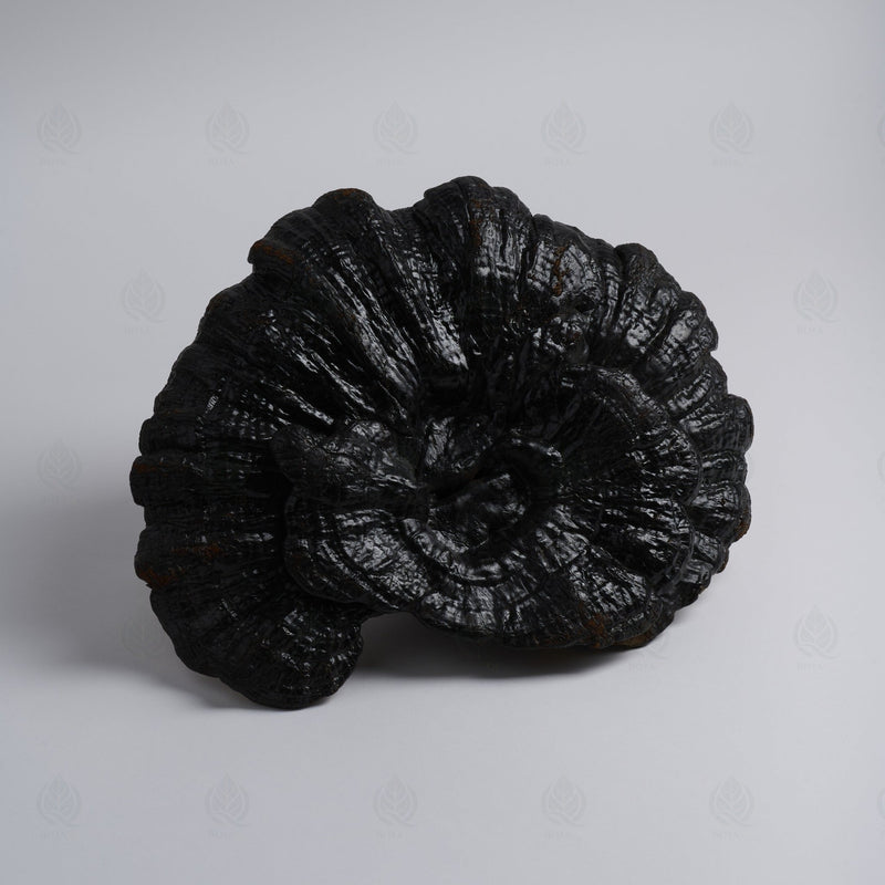 Reishi (Ganoderme luisant) - 灵芝 (Ling Zhi)