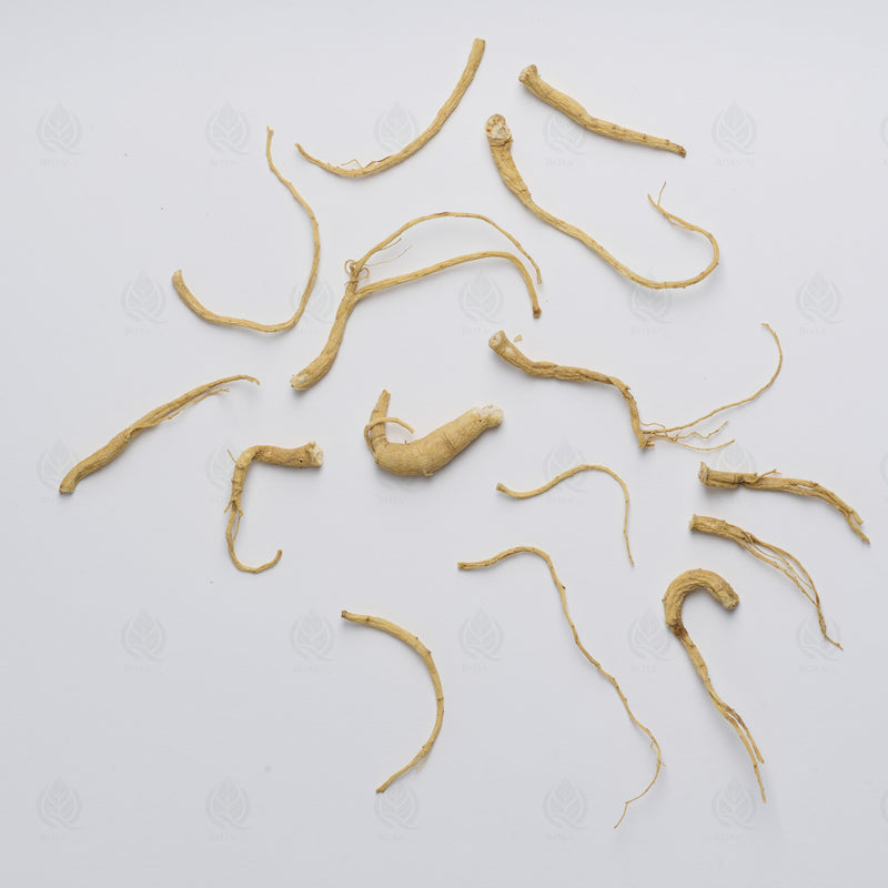 Radicelles de Ginseng (Chute) (Ren Shen Xu) – vue de dessus