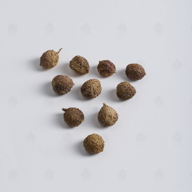 Fruits d’Amome (Sha Ren) – vue de dessus