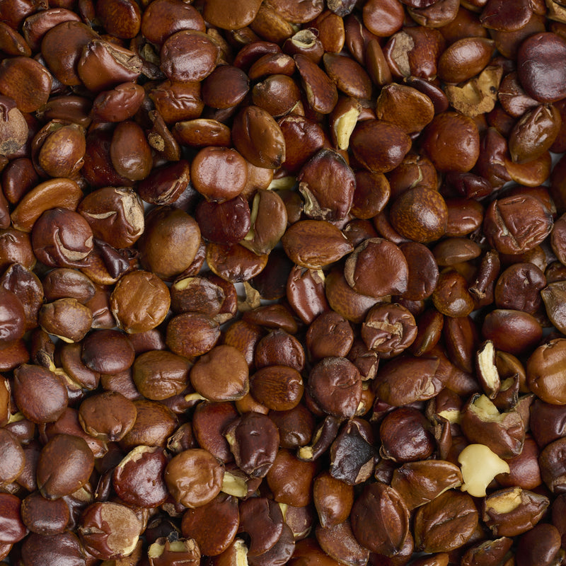 Graines de Jujube sauvage (Suan Zao Ren) – vue de dessus