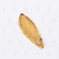 Racine de Gastrodia (Tian Ma) – vue de côté