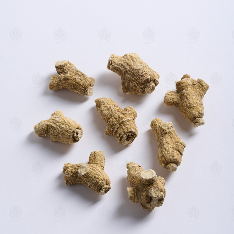 Ginseng Américain (Xi Yang Shen) – racine entière, vue de côté