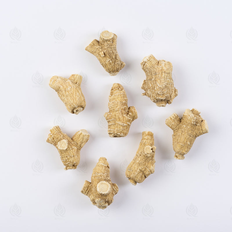 Ginseng Américain (Xi Yang Shen) – racine entière, vue de dessus