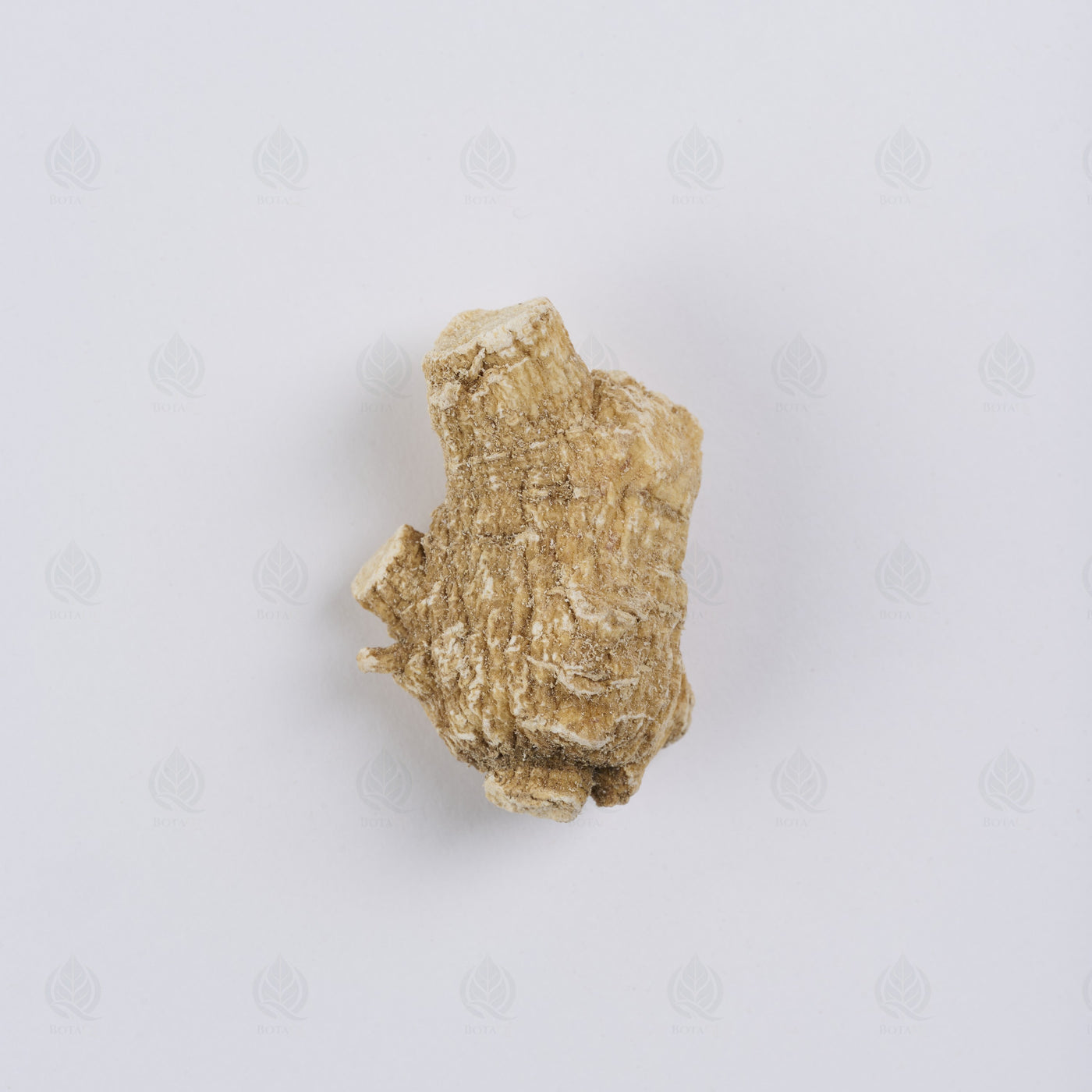 Ginseng Américain (Xi Yang Shen) – racine entière, vue de dessus