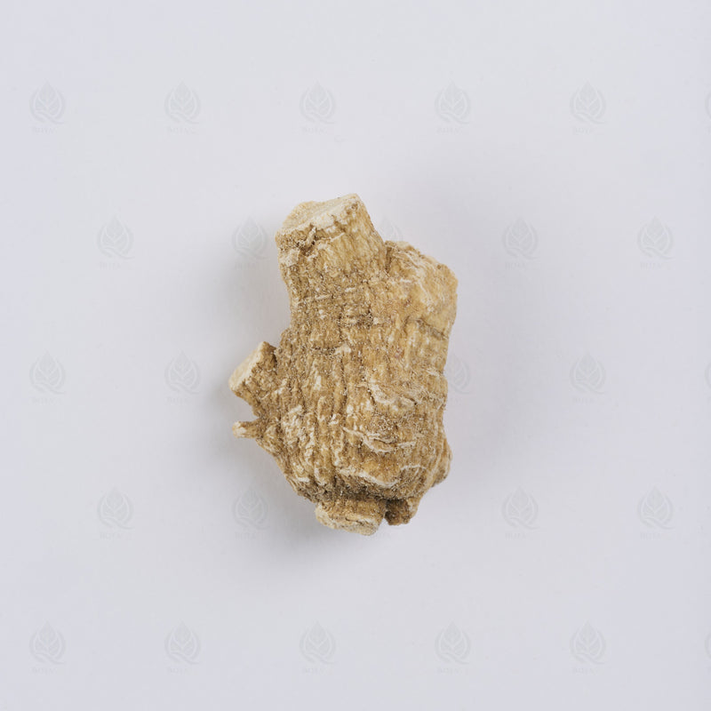 Ginseng Américain (Xi Yang Shen) – racine entière, vue de dessus