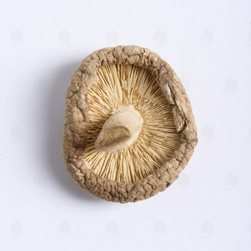 Champignon Shiitake (Xiang Gu) – vue de dessus