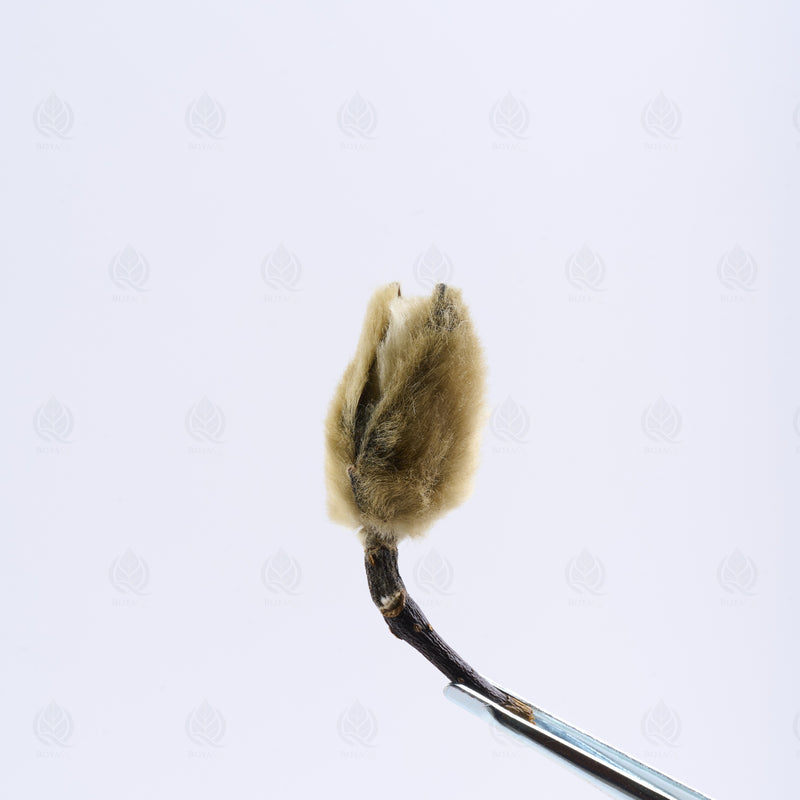 Boutons de Magnolia (Xin Yi Hua) – vue de côté