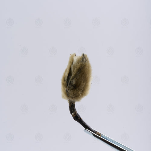 Boutons de Magnolia (Xin Yi Hua) – vue de dessus
